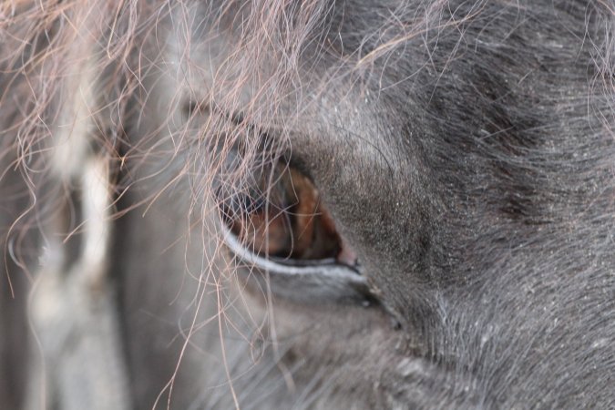 Horses