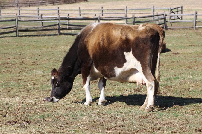 Fosterfields Farm