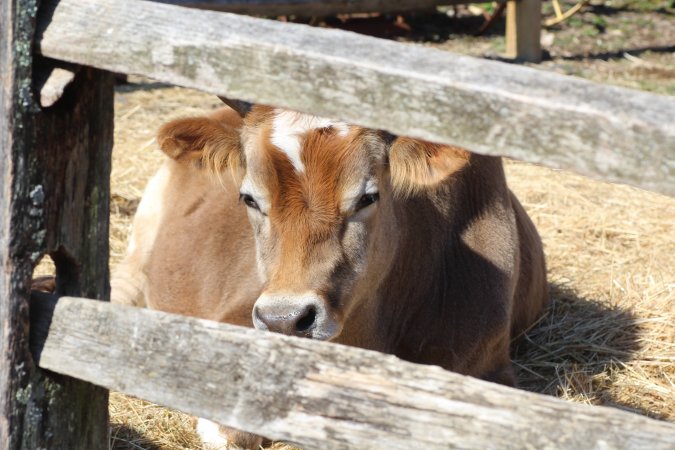 Fosterfields Farm