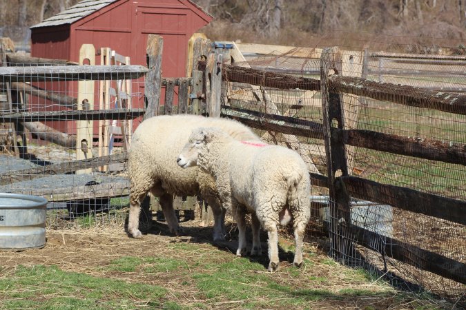 Fosterfields Farm