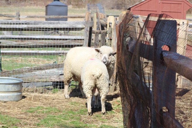 Fosterfields Farm