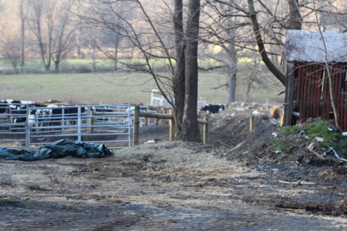 Sutton Family Farm