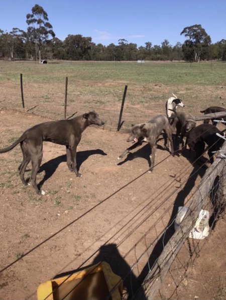 Greyhound breeders