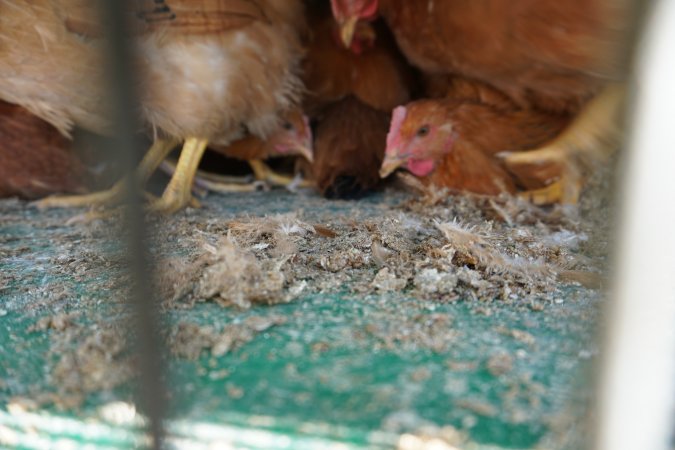 truck delivery from marys organic chicken farm