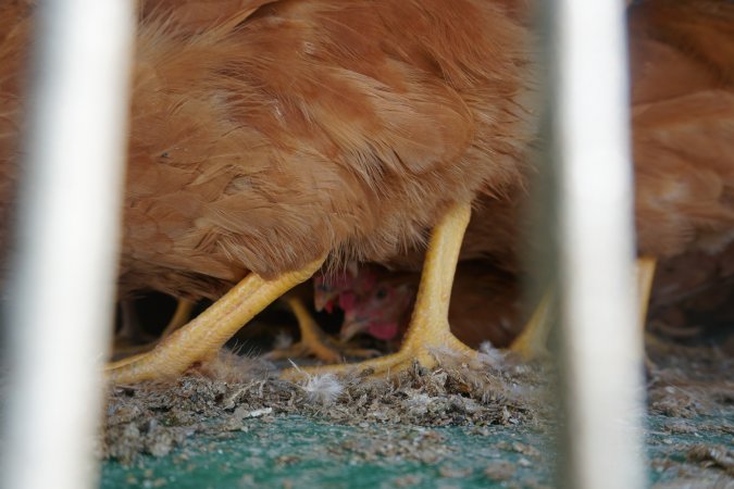 truck delivery from marys organic chicken farm