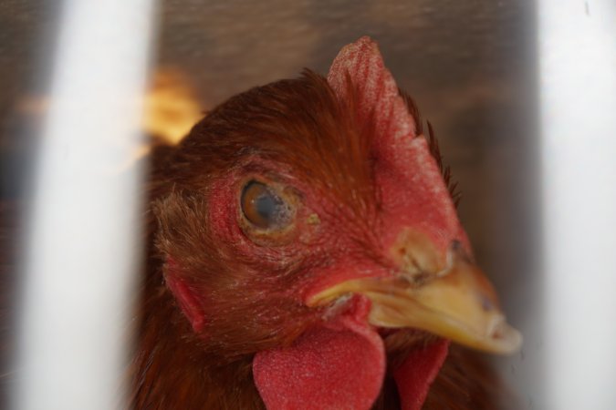 truck delivery from marys organic chicken farm