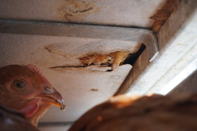 truck delivery from marys organic chicken farm