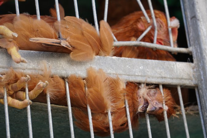 truck delivery from marys organic chicken farm