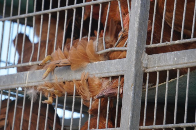 truck delivery from marys organic chicken farm