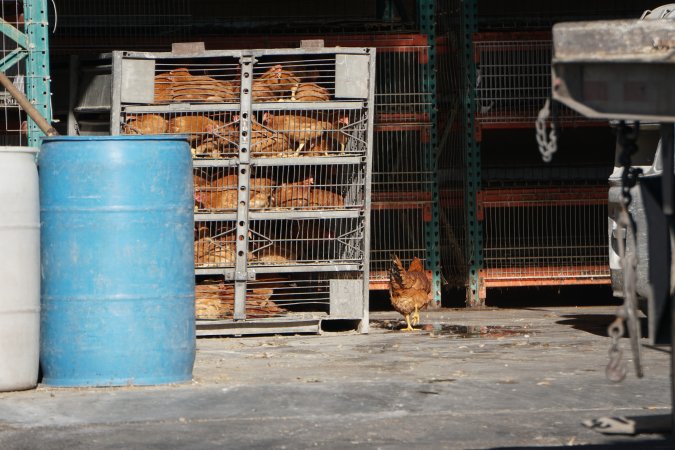 truck delivery from marys organic chicken farm