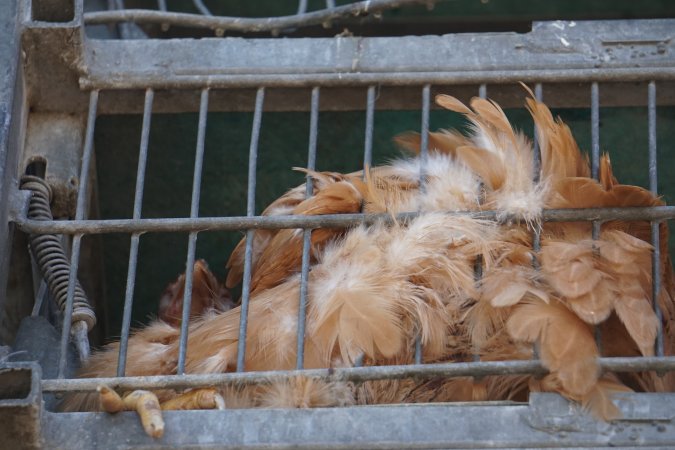 truck delivery from marys organic chicken farm