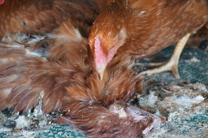 truck delivery from marys organic chicken farm