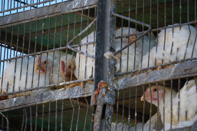 truck delivery from marys organic chicken farm