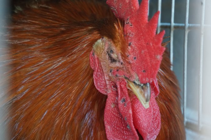 truck delivery from marys organic chicken farm