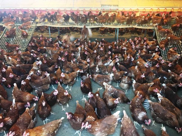 Busselton Free Range Egg Farm