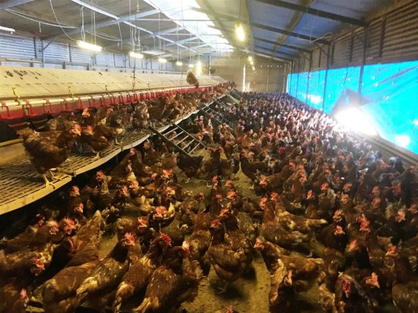 Busselton Free Range Egg Farm