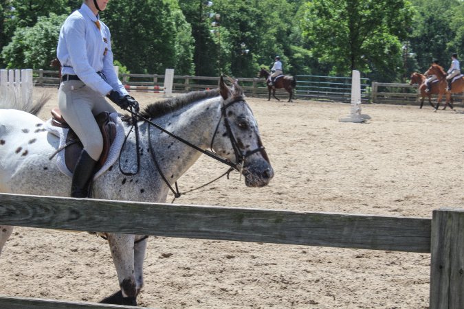 Horse Show