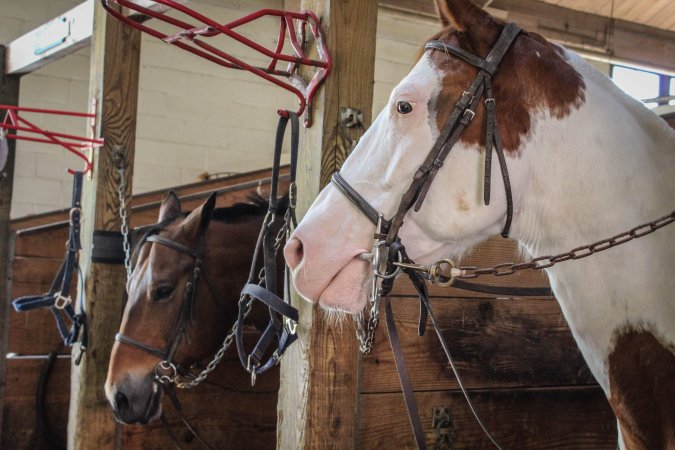 Horse Show