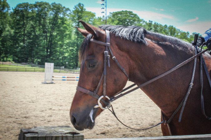 Horse Show