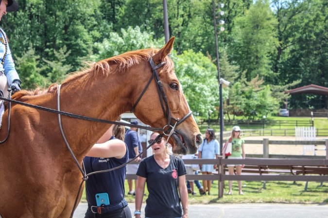 Horse Show