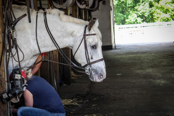 Horse Show