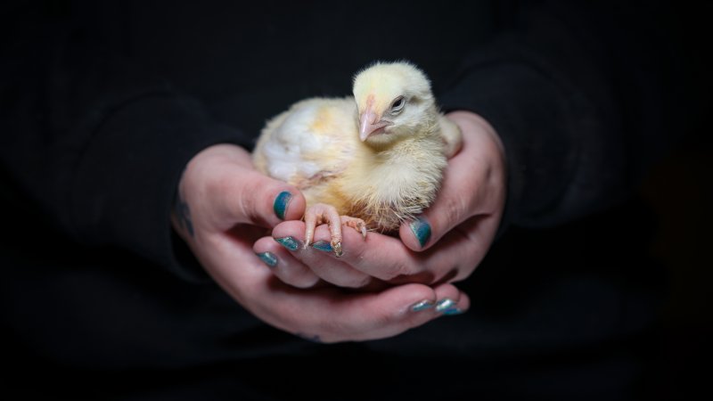 Rescued Broiler Chick