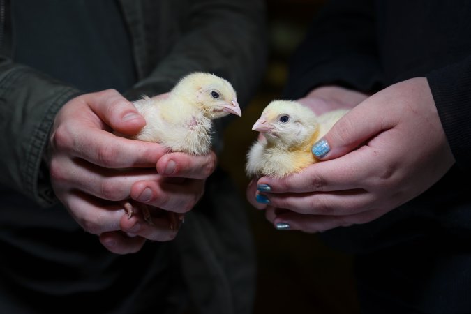 Rescued Broiler Chicks