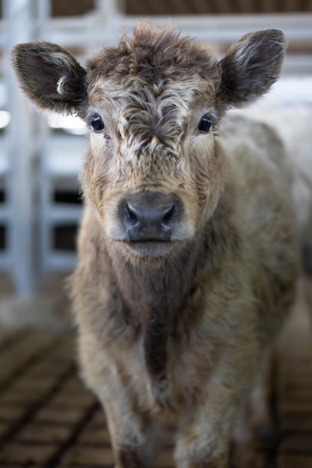 Calf at the Saleyards