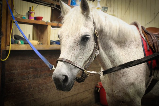 Essex Equestrian Center