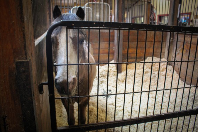 Essex Equestrian Center