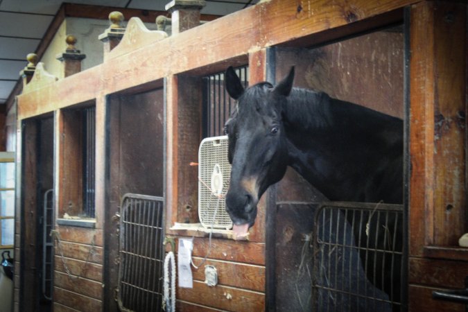 Essex Equestrian Center