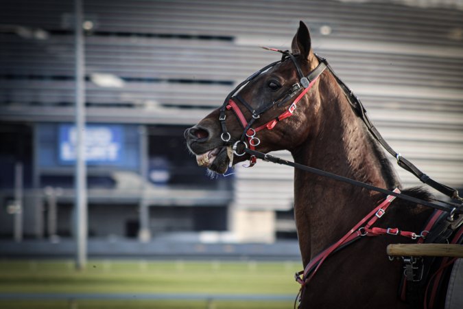 Meadowlands Racing