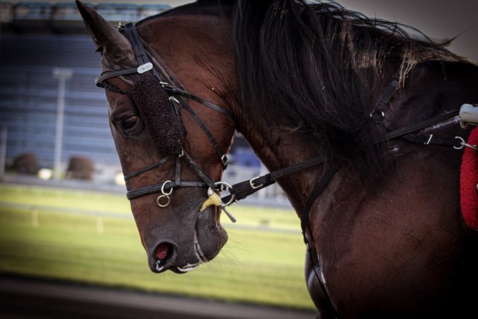 Meadowlands Racing