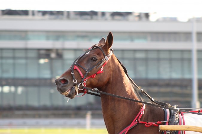 Meadowlands Racing