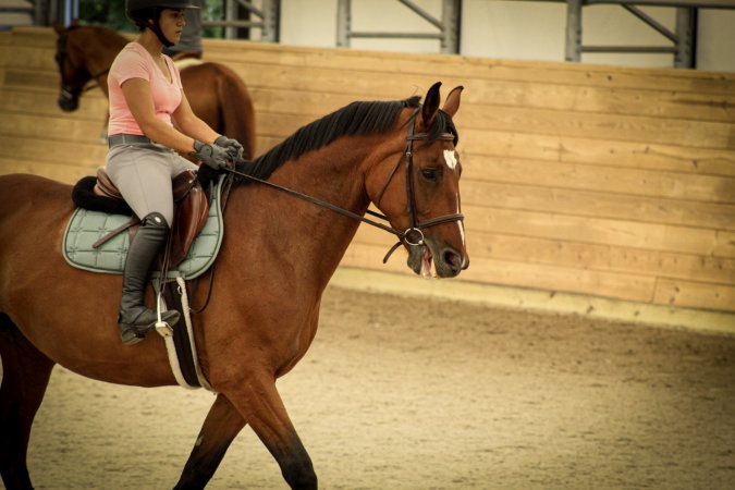 Watchung Stables