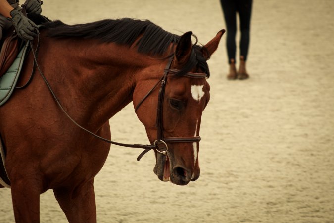 Watchung Stables