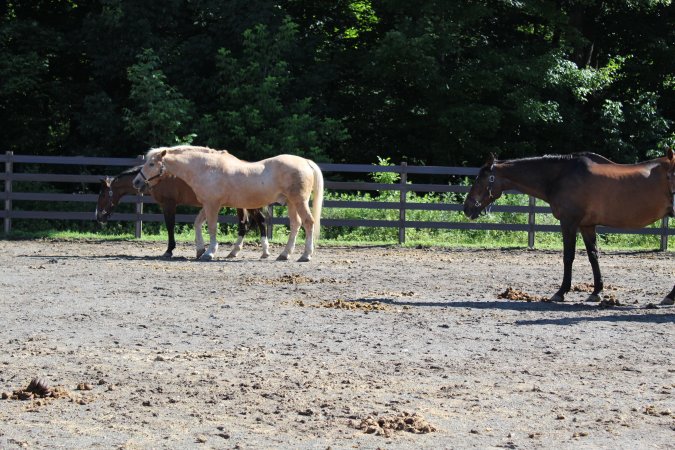 Watchung Stables