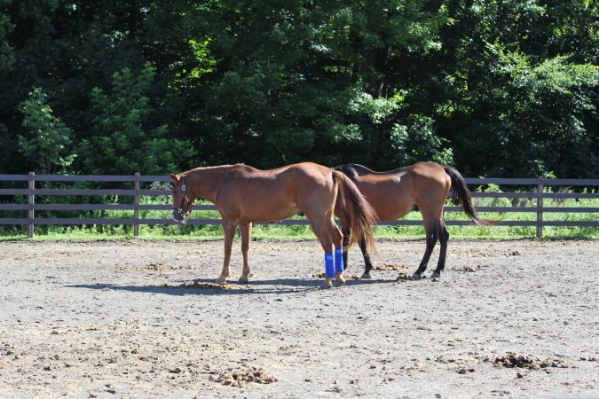 Watchung Stables