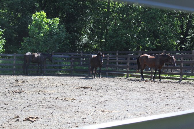 Watchung Stables