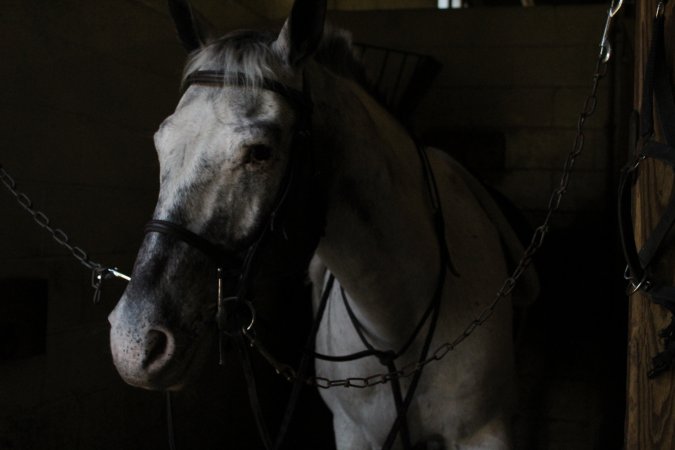 Watchung Stables