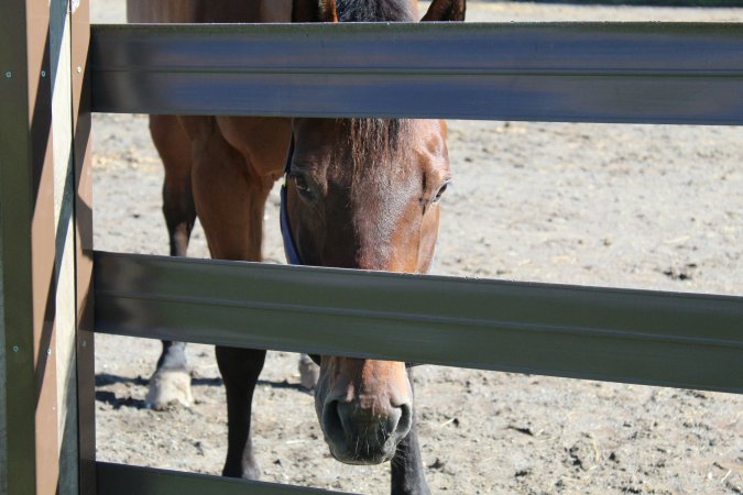 Watchung Stables