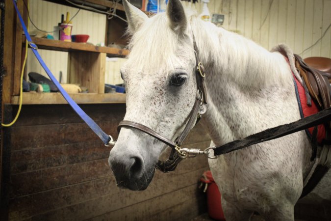 Essex Equestrian Center