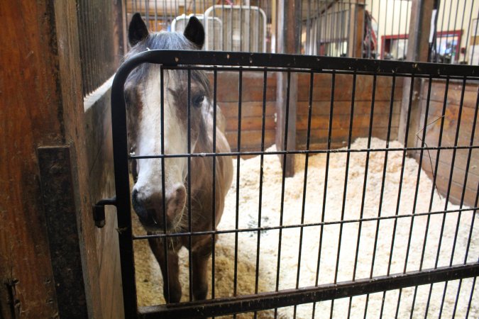 Essex Equestrian Center