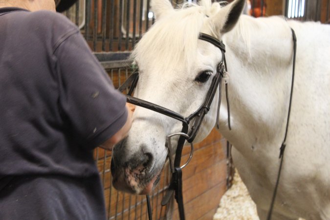 Essex Equestrian Center