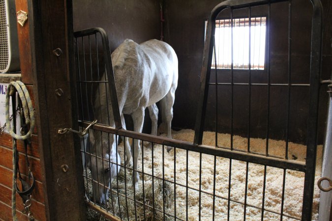 Essex Equestrian Center