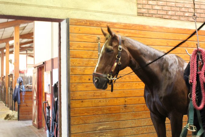 Essex Equestrian Center