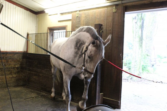 Essex Equestrian Center