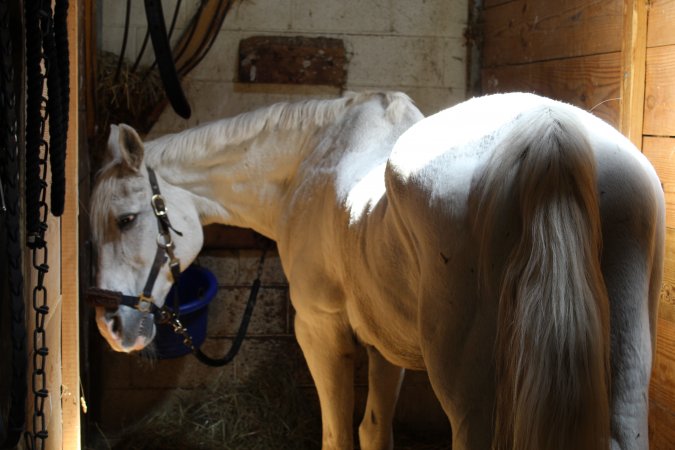 Watchung Stables