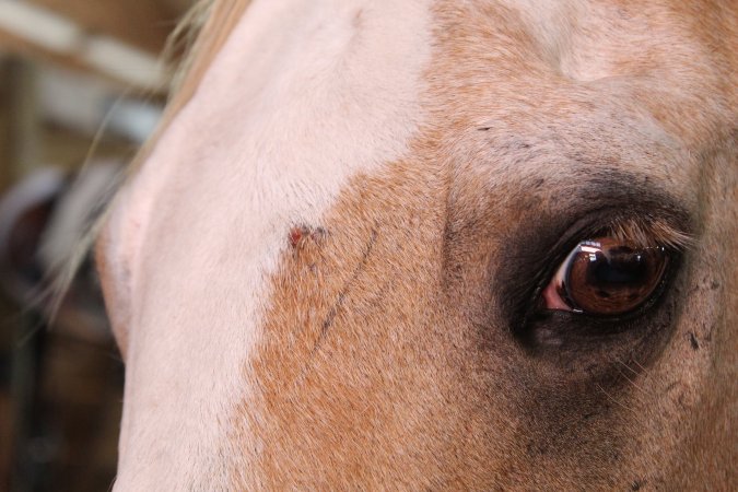 Watchung Stables