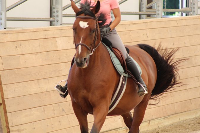 Watchung Stables